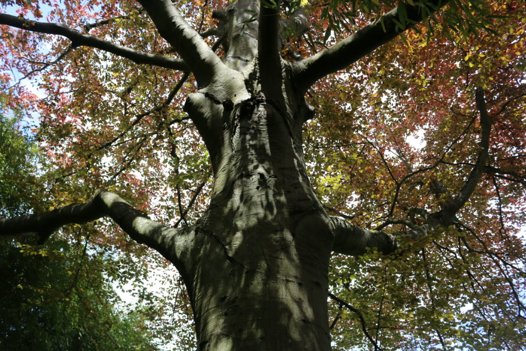 Giverny